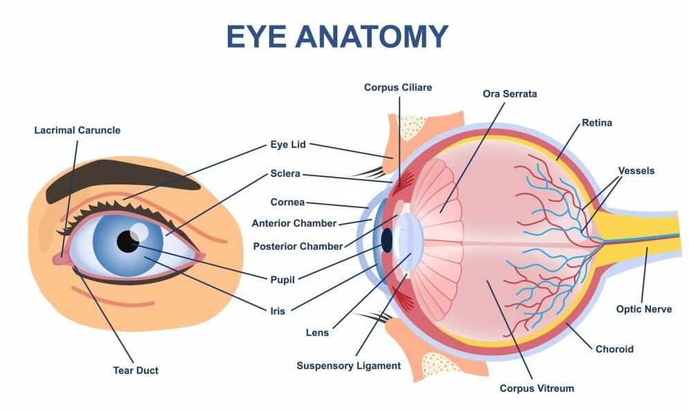 anatomy of the eye - eyecites